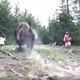 Illustration for article titled Bison Gets Irritated By Tourists, Tosses Child Into Oblivion